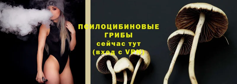 Псилоцибиновые грибы Psilocybe  цена наркотик  Богданович 